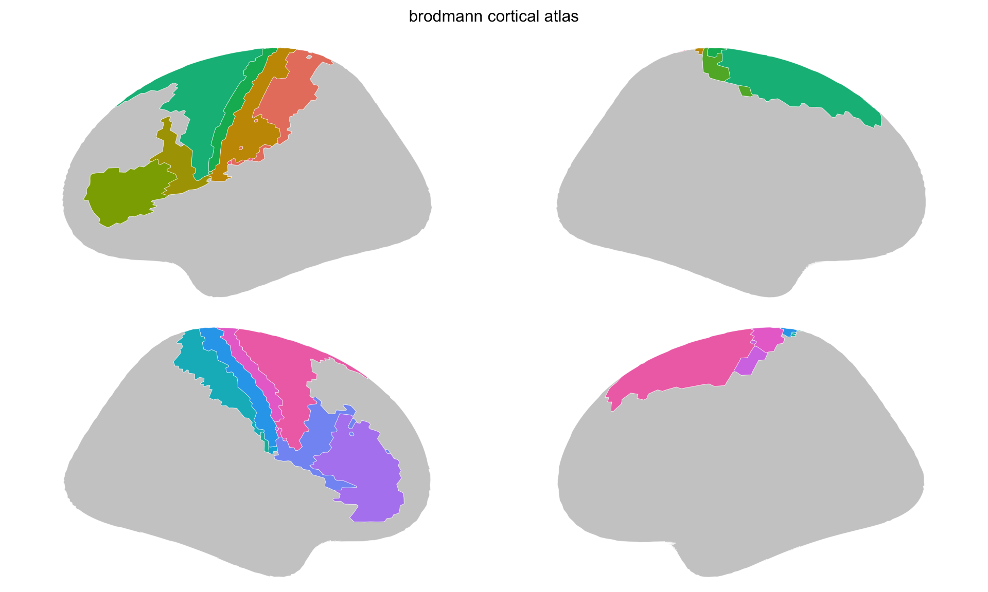 Brodmann area regions straight from the pipeline, drawn on a grey cortical silhouette, with stepped boundaries traced from the mesh.