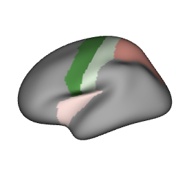 Left hemisphere with four cortical regions mapped to a green-white-red palette, rendered in rgl with lighting and shading.