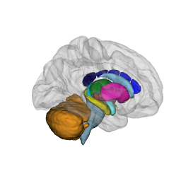 Subcortical structures visible through a faint grey cortical shell, rendered in rgl from the right lateral view.