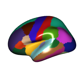 Left hemisphere with a glossy surface finish — white specular highlights visible on the cortical surface.