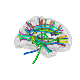 White matter tracts as coloured tubes inside a faint cortical outline, viewed from the right side.